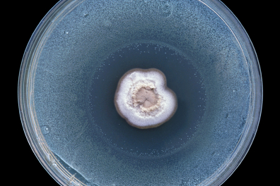 Expérience de Fleming (culture de Penicillium sur souche bactérienne)